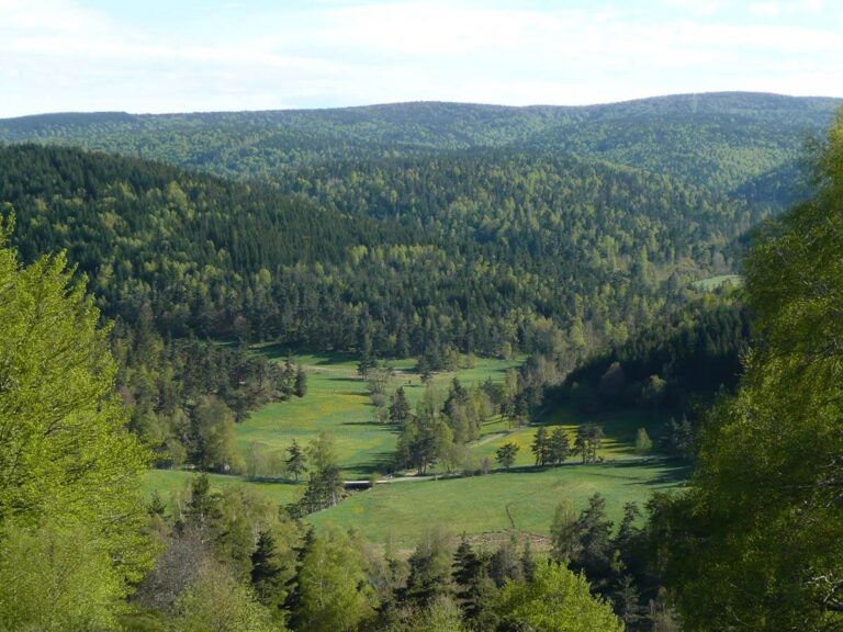 French Forest Childhood Wonder