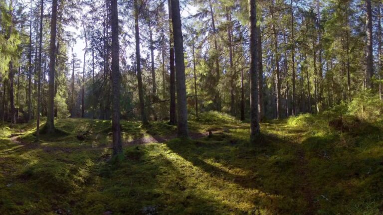 Week in Scandinavian Forest