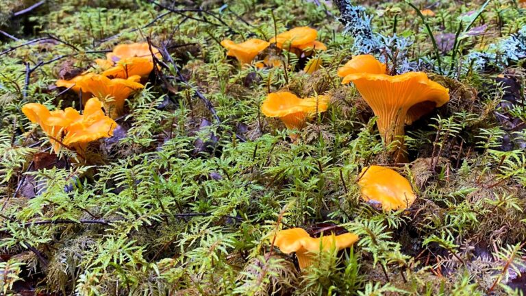 Foraging in Finland’s Forests